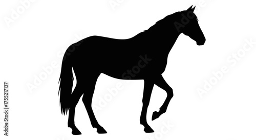 Silhouette of a horse walking, isolated on a white background.