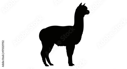 Silhouette of an alpaca standing in profile against a white background.