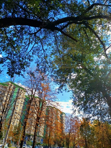 autumn in the park