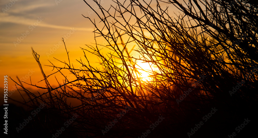 Obraz premium An autumn sunset paints the landscape with beautiful silhouettes of bare trees and plants.