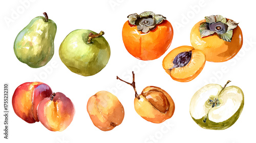 A collection of watercolor illustrations of various fruits including persimmons, figs, peaches, and plums, showcasing vibrant colors and detailed textures
