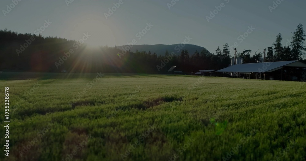 Fototapeta premium Extending green field toward evergreen trees at farm with sun flare, barns, silos, mountain ridge