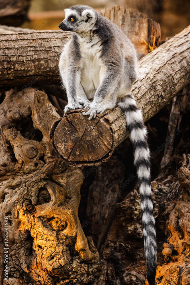 Obraz premium Ring-tailed lemur sitting on a wooden log with its long striped tail hanging down in warm sunlight