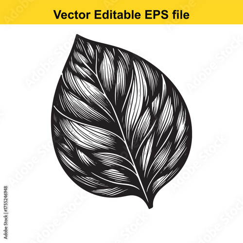 Vector art of detailed illustration of a single leaf with intricate veins