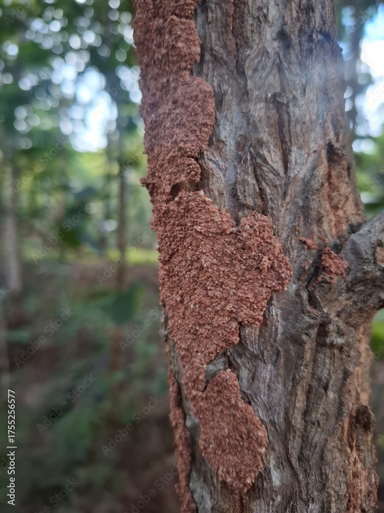 Fototapeta premium old tree trunk