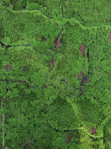 green moss background