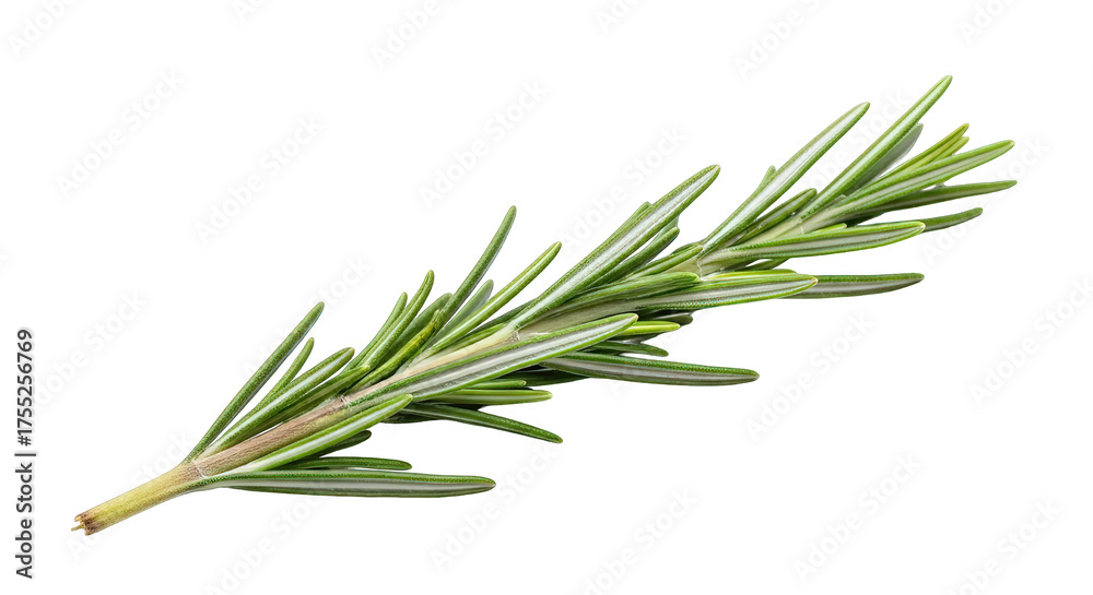 Fototapeta premium Fresh rosemary sprig isolated on transparent background