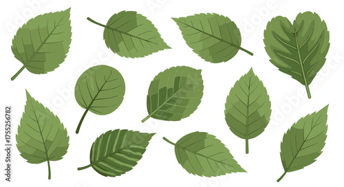 Vibrant assortment of fresh green leaves, a beautiful nature-inspired collection for various design projects