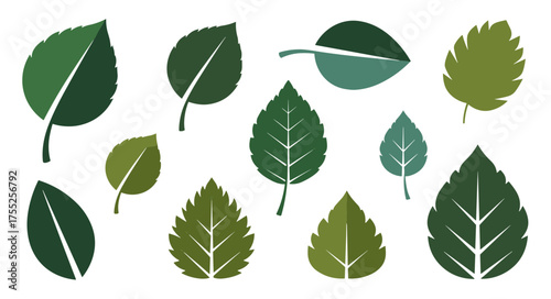 Collection of various green leaves for nature and decoration