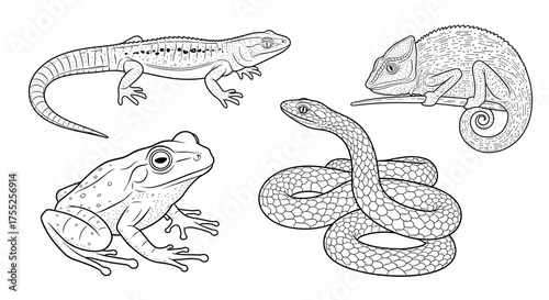 Illustration of a frog, snake, chameleon, and lizard