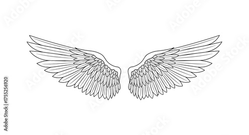 Vector art of detailed line art illustration of two spread wings