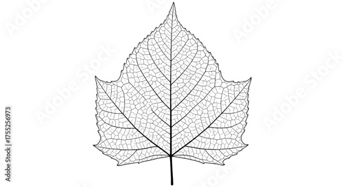 Vector art of detailed leaf vein structure in a botanical illustration