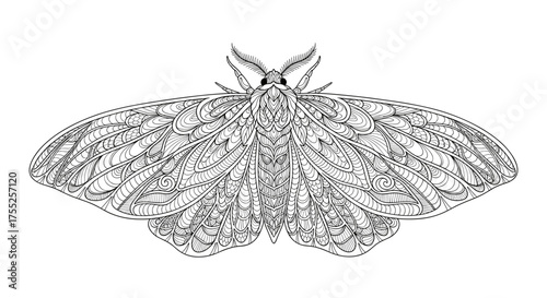 Vector art of a moth is depicted in a black and white detailed drawing