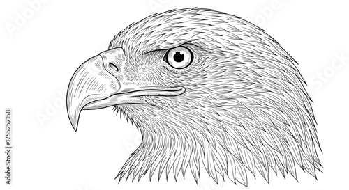 Vector art of detailed eagle head is a symbol of strength and freedom