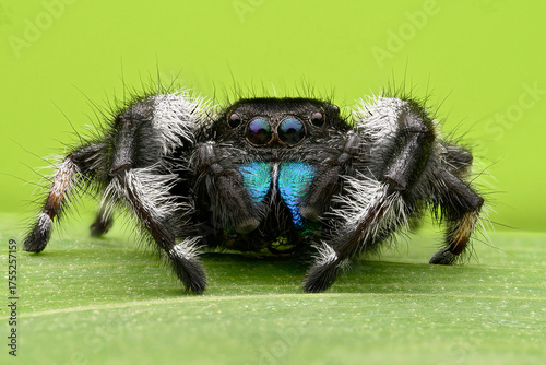 Jumping Spider