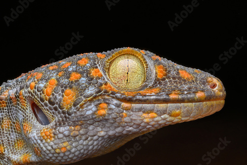 Tokay Gecko