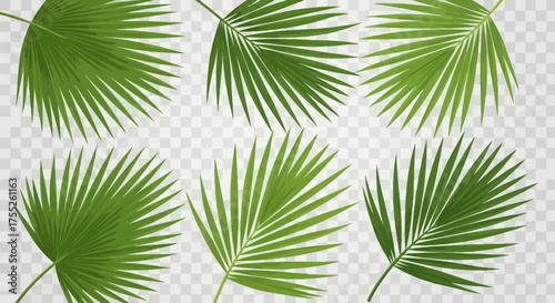 Palm Leaf PNG – Realistic Tropical Green Leaves for Summer and Exotic Design