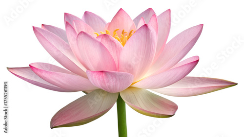 Pink Water Lily PNG – Realistic Lotus Flower Isolated on Transparent Background