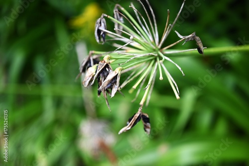 Wallpaper Mural Agapanthus (African lily) after flowering. Amaryllidaceae bulbous plants. After the flowers have finished blooming, pods form and seeds are produced. Torontodigital.ca
