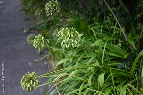 Wallpaper Mural Agapanthus (African lily) after flowering. Amaryllidaceae bulbous plants. After the flowers have finished blooming, pods form and seeds are produced. Torontodigital.ca