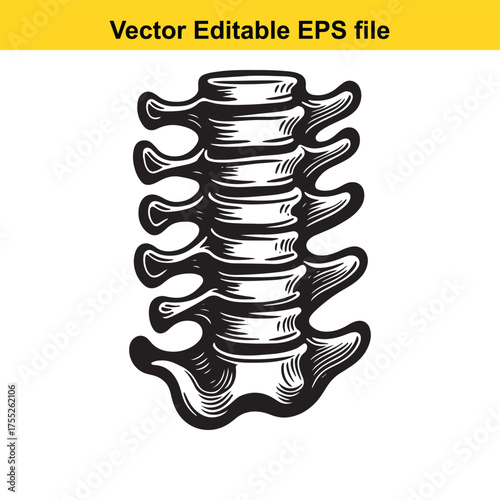 Vector art of stylized illustration of a human lumbar spine segment