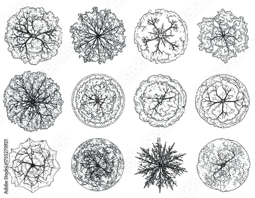 Twelve top-down illustrations of trees, depicting their branch and leaf structures. Rendered in black and white