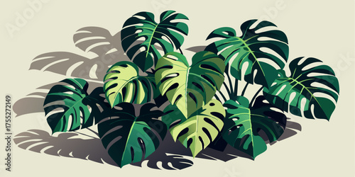 A cluster of lush, dark green Monstera leaves (Swiss Cheese Plant) casting dramatic tropical shadows. Perfect for modern botanical, jungle, or home decor and wallpaper backgrounds.