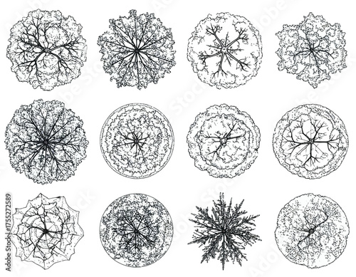Overhead view drawings of twelve stylized trees with varying shapes and leaf textures