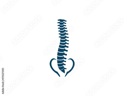 A stylized dark blue illustration of the human spine and lower structure on a white background