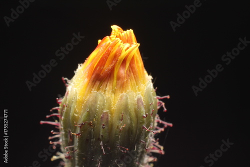 opening flower bud of fox-and-cubs, orange hawk bit, devil's paintbrush or grim-the-collier (Pilosella aurantiaca or Hieracium aurantiacum)