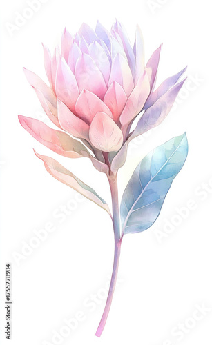 Watercolor pastel in soft pink, sage green, and lilac, a simple hand-drawn illustration of a pale, faded king protea flower, isolated on a white background