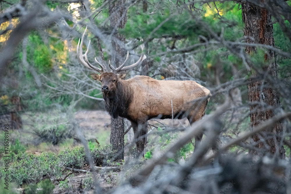 Fototapeta premium animal, wildlife, mammal, nature, wild, grass, forest, brown, green, trees, animals, outdoors, woods, cow, female, elk, adult, wilderness, trees, pine, 