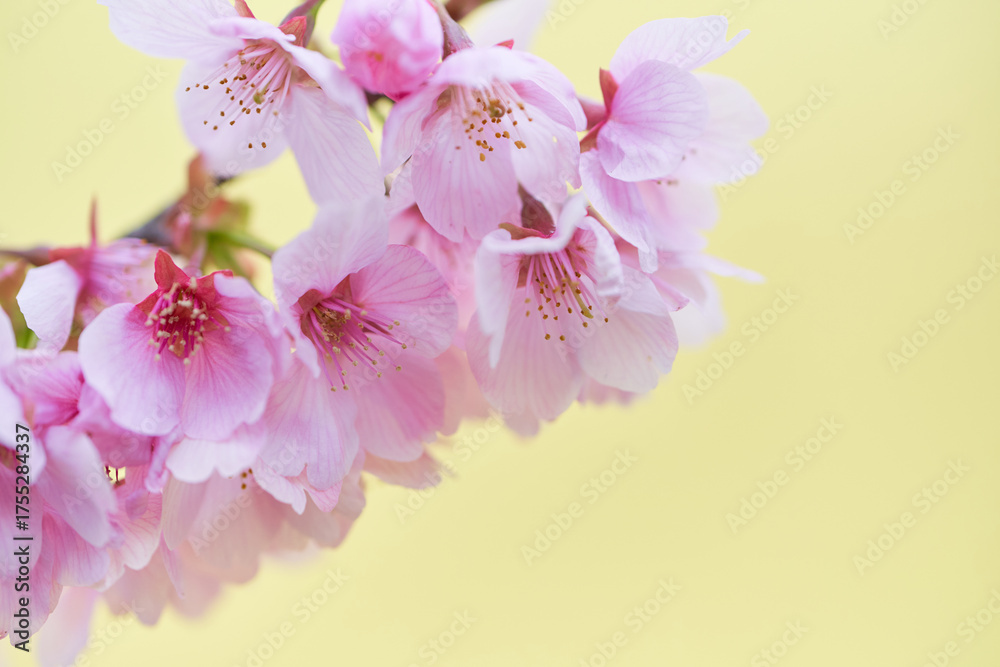 Fototapeta premium 満開の桜の花 黄色っぽい背景