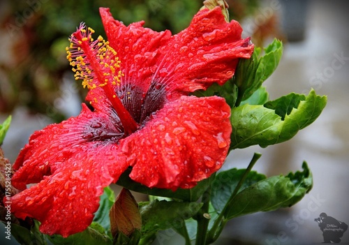 Hibiscus (botanical name: Hibiscus rosa-sinensis) is a species of tropical flowering plant of the Hibiscus genus in the Hibisceae tribe of the Malvaceae family.