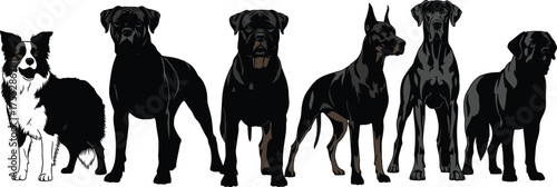 Set of six strong dog breeds vector illustration including Border Collie, Rottweiler, Doberman, Great Dane, Cane Corso, detailed design