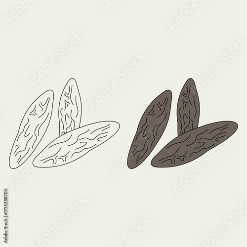 tonka beans. spice. aromatic. perfume ingredient. perfume note. agriculture. herbal. vector illustration
