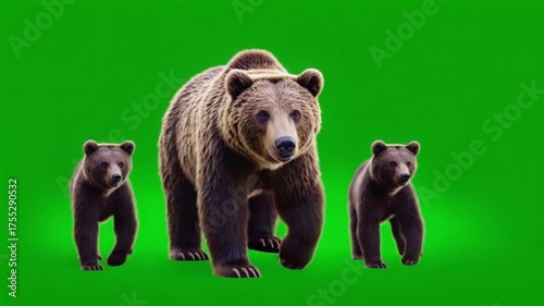 A family of brown bears standing against a bright green screen background in a studio setting bear green screen video