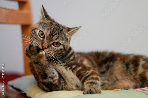 A British Shorthair cat grooming itself