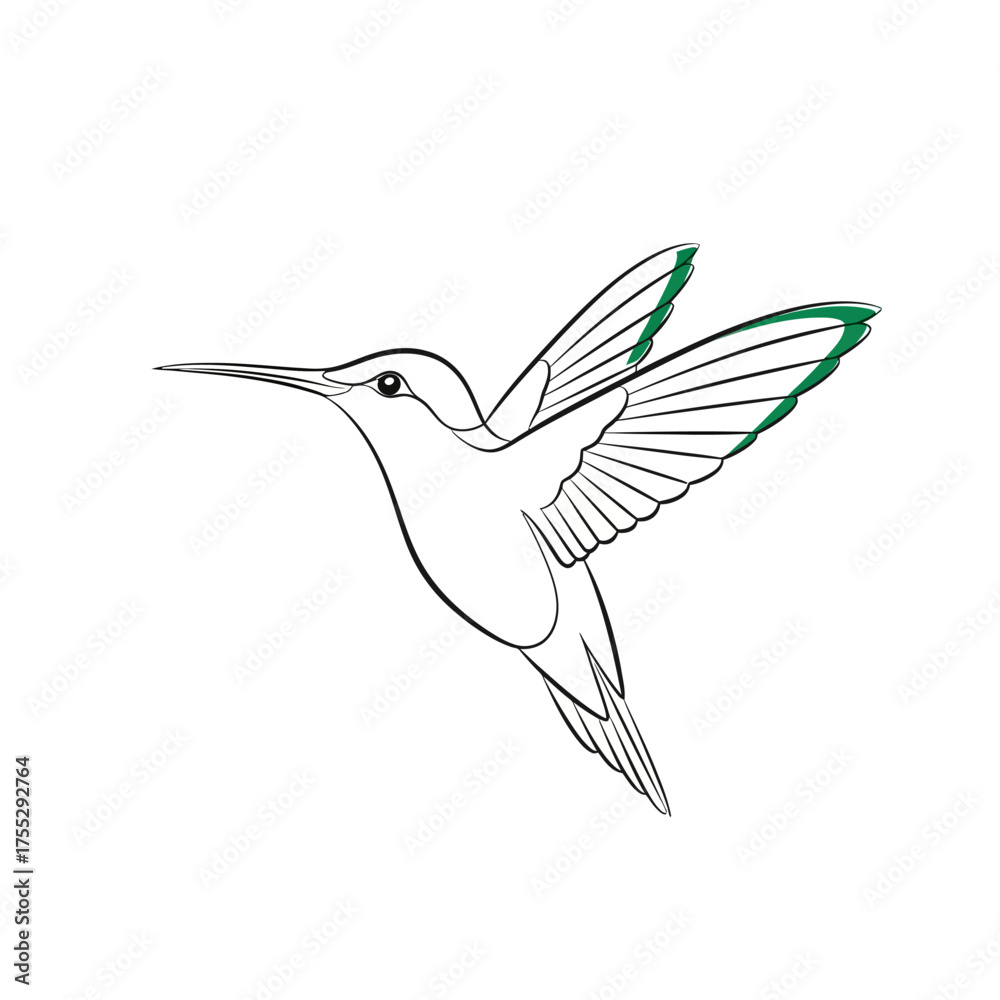 Fototapeta premium Vector art of a delicate line drawing of a hummingbird in flight, its wings spread, with subtle green accents on the wingtips, isolated on a clean, capturing the ephemeral beauty of this tiny creature