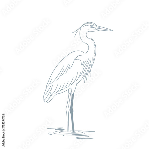 Vector art of a detailed line drawing of a great blue heron standing in shallow water, its long legs submerged, with a delicate outline and subtle shading, isolated on a