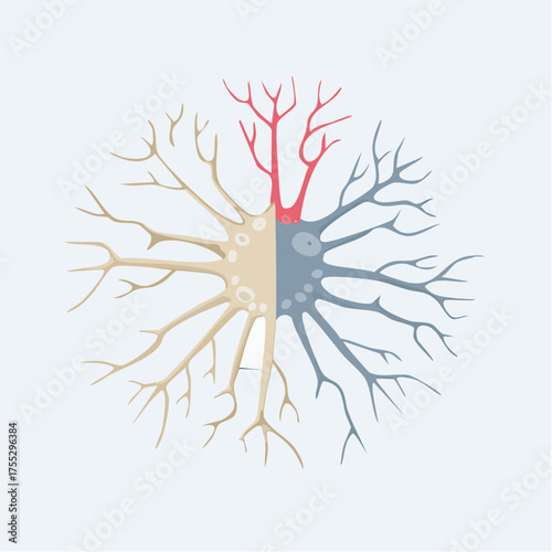 Stylized illustration of a neuron with different colored sections, representing various aspects of brain function or health.