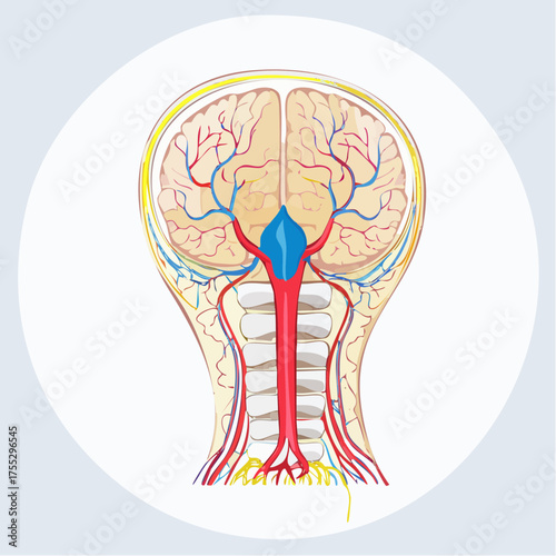Anatomical illustration of the human brain and its vascular system, showing arteries and veins.