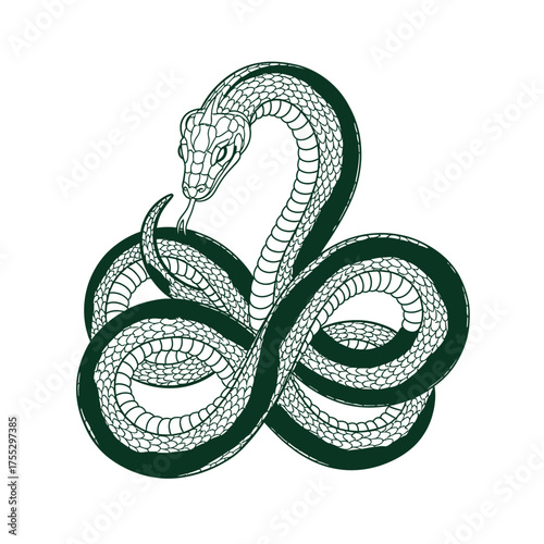 Vector art of a stylized illustration of a coiled snake with intricate patterns on its scales, depicted in a dark green outline against a stark, symbolizing mystery, danger, and ancient power