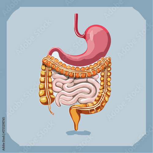 Anatomical illustration of the human digestive system showing the stomach, small intestine, and large intestine.