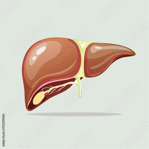 Anatomical vector illustration of a healthy human liver organ with the gallbladder and bile ducts.