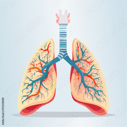 Anatomical illustration of the human respiratory system, showcasing the trachea and lungs with branching bronchi and blood vessels.