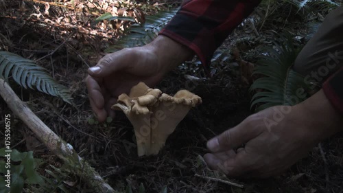Large Chantrelle Mushrooms Picked By Forager