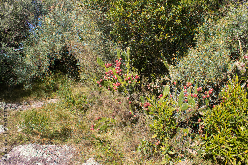 Fototapeta premium Tuna en las sierras