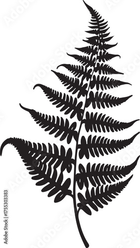 Black silhouette of a fern frond on white background