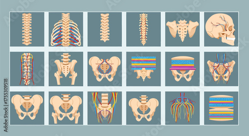 Illustration of human internal organs including kidneys, stomach, intestines, bladder, and blood vessels.	

